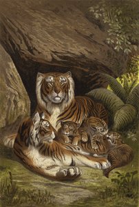Tigre